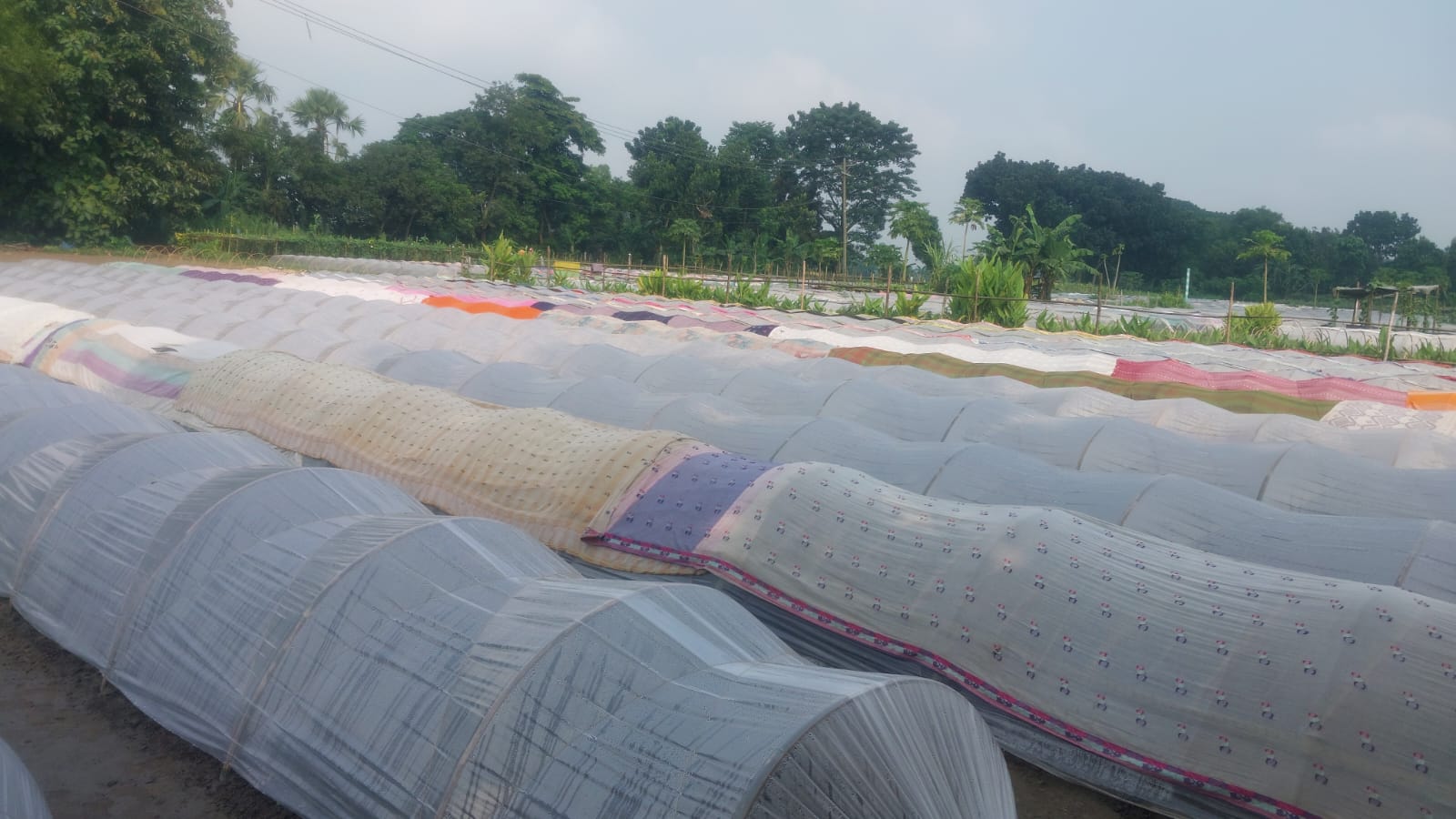 নরসিংদীতে শিবপুরে সবজির চারা বিক্রিতে ভাগ্য ঘুরছে কৃষকদের