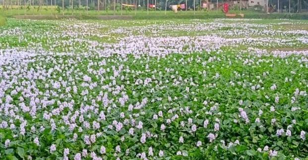 জলঢাকায় জলাশয়জুড়ে ফুটেছে কচুরিপানার ফুল, মুগ্ধ পথচারী ও দর্শনারা